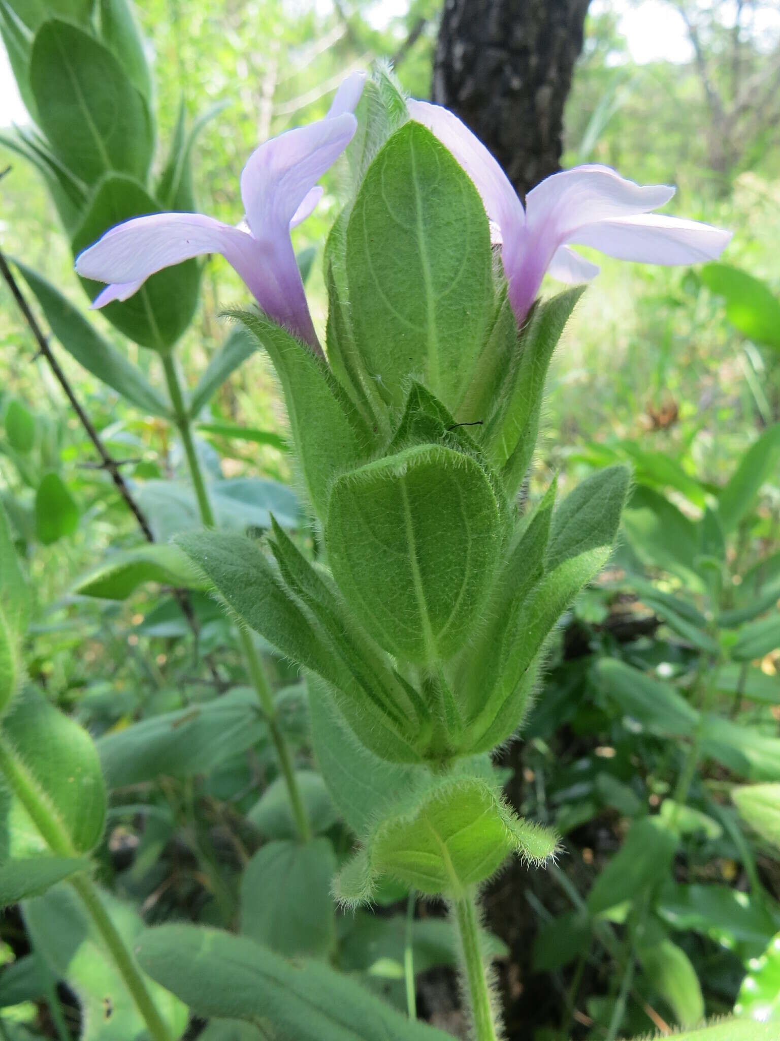 Image of Barleria ovata E. Mey. ex Nees