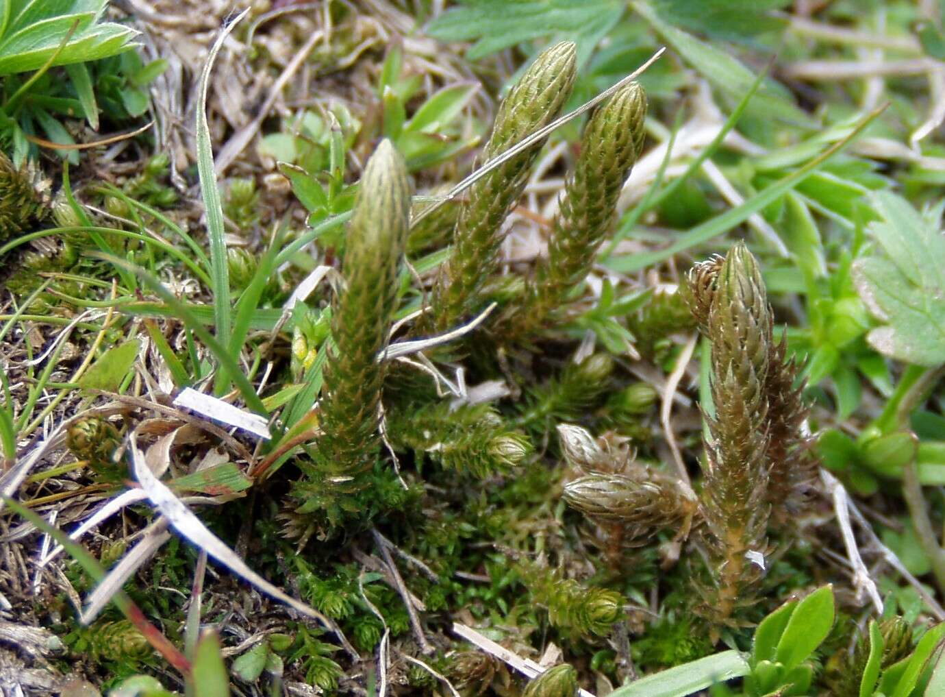 صورة Selaginella selaginoides (L.) Schrank & C. F. P. Mart.