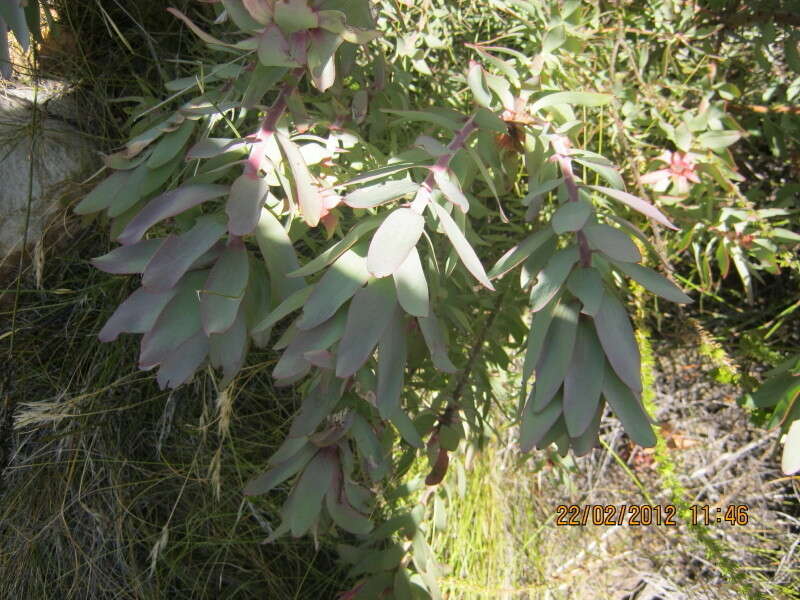 Plancia ëd Leucadendron cordatum E. Phillips