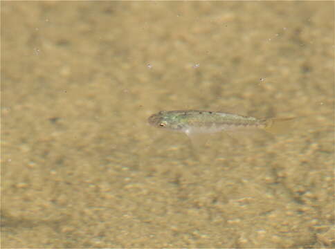 Image of Desert Pupfish