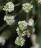 Image of Allium polyanthum