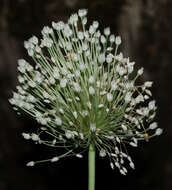 Image of Allium polyanthum