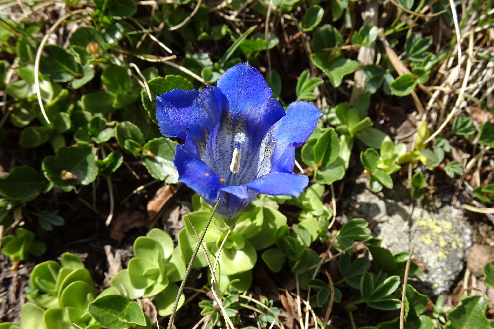 Image of Gentiana alpina Vill.