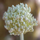 Image of Allium polyanthum