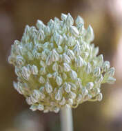 Image of Allium polyanthum