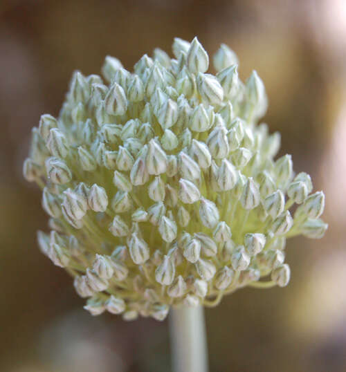 Image of Allium polyanthum