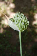 Image of Allium polyanthum