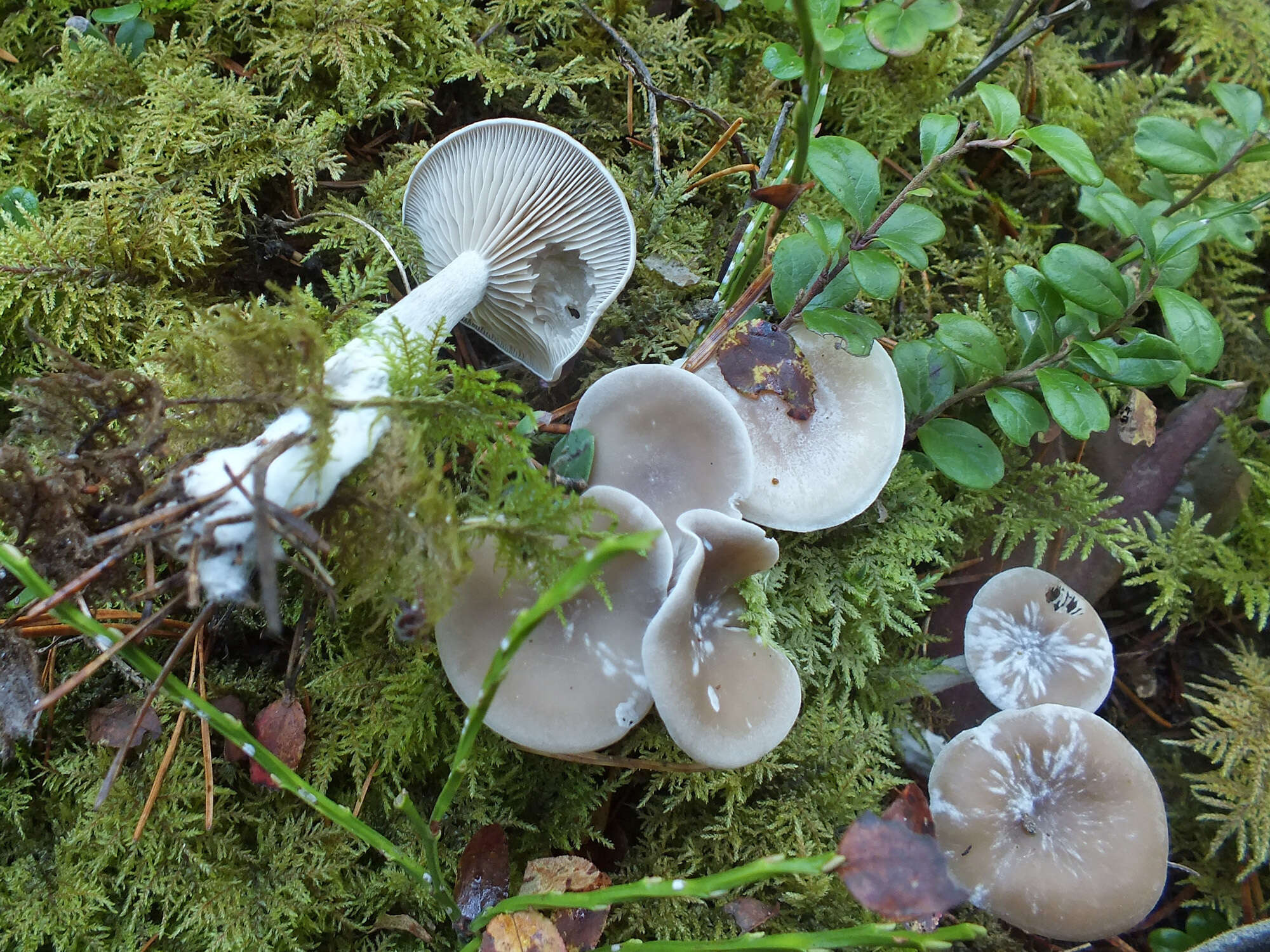 Image of Clitocybe metachroa (Fr.) P. Kumm. 1871