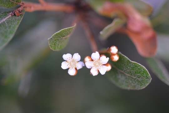 Plancia ëd <i>Photinia matudae</i>