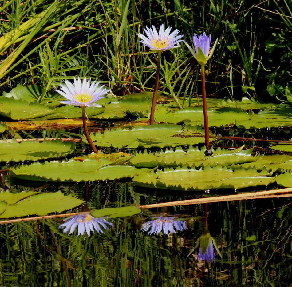 Image de Nénuphar bleu