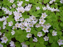 Imagem de Oxalis acetosella L.