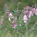 Image of Oustalet's Sunbird