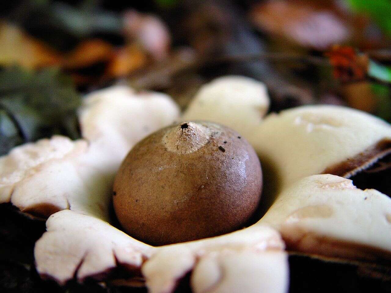 Image of Geastrum