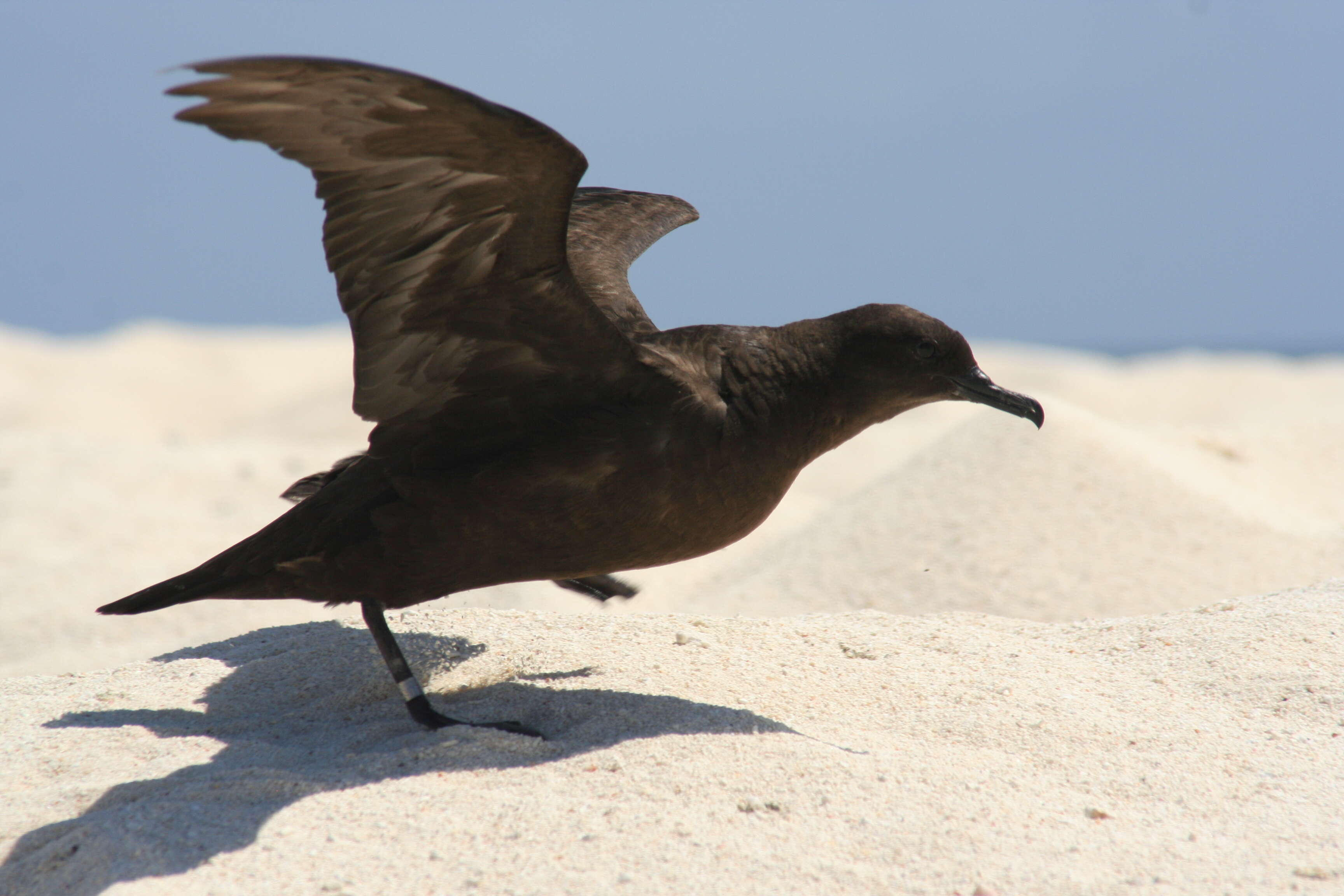 Image of Christmas Shearwater