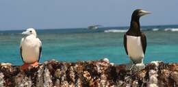 Image of Brown Booby