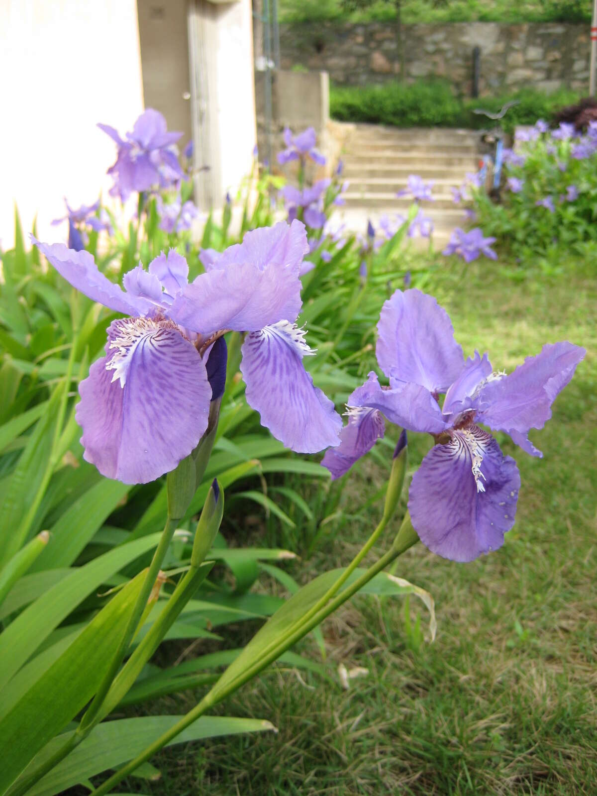 Image of wall iris