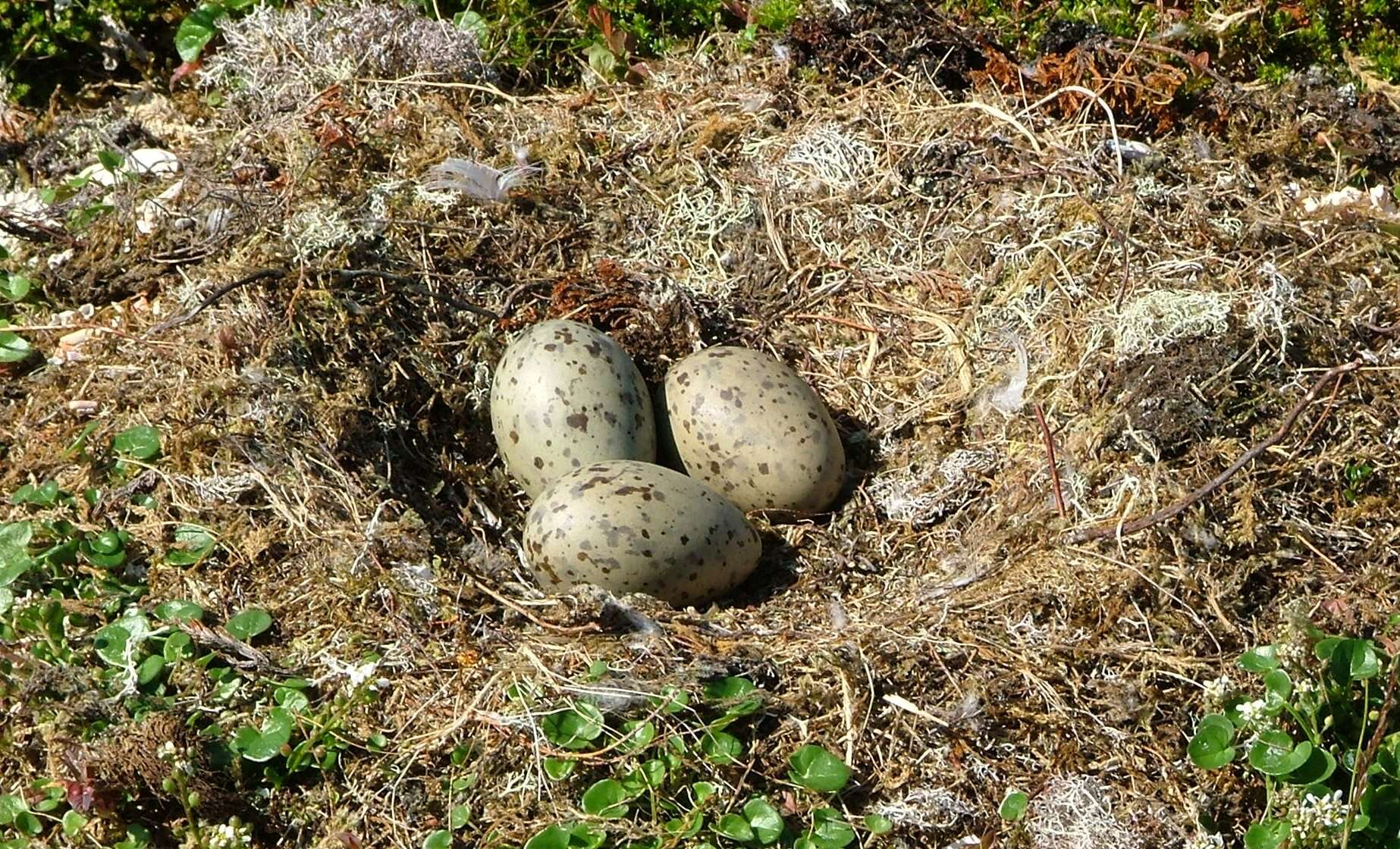 Image of Great Black-backed Gull