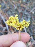 Imagem de Eriogonum microtheca var. ambiguum (M. E. Jones) Reveal