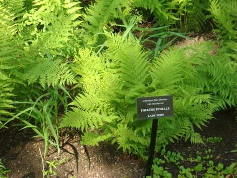 Image of Lady-fern