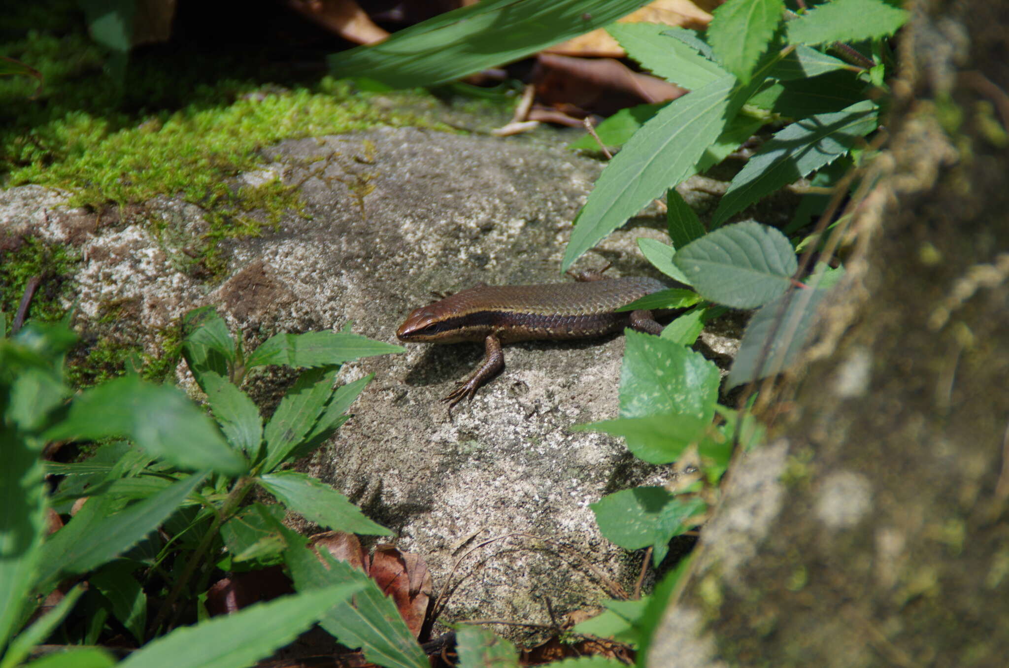 Imagem de Eutropis borealis (Brown & Alcala 1980)