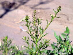 Image of Argentine pepperwort