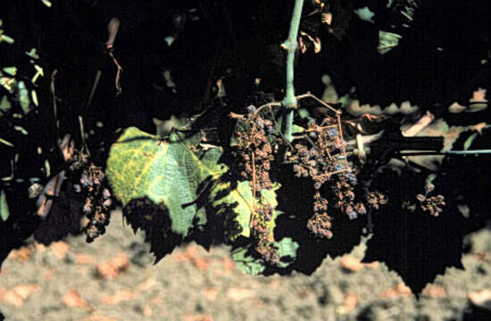 Image of wine grape