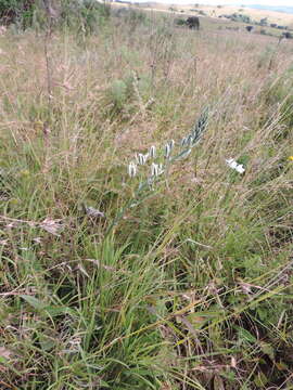 Imagem de Albuca kirkii (Baker) Brenan