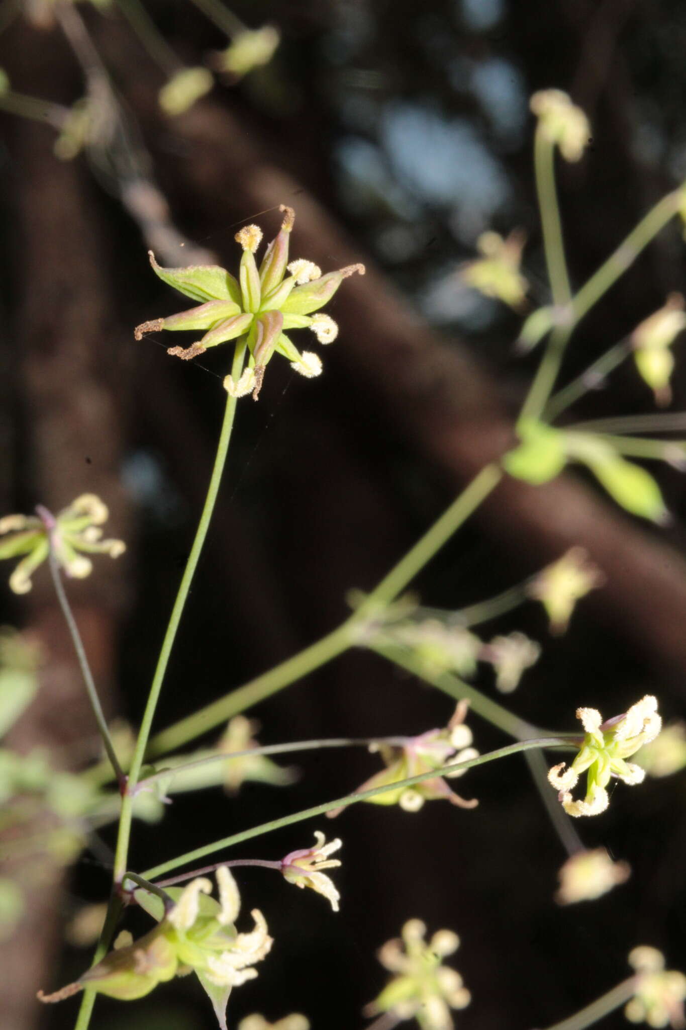 Image of Thalictrum gibbosum Lecoy.