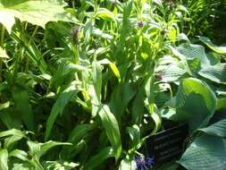 Centaurea montana L. resmi