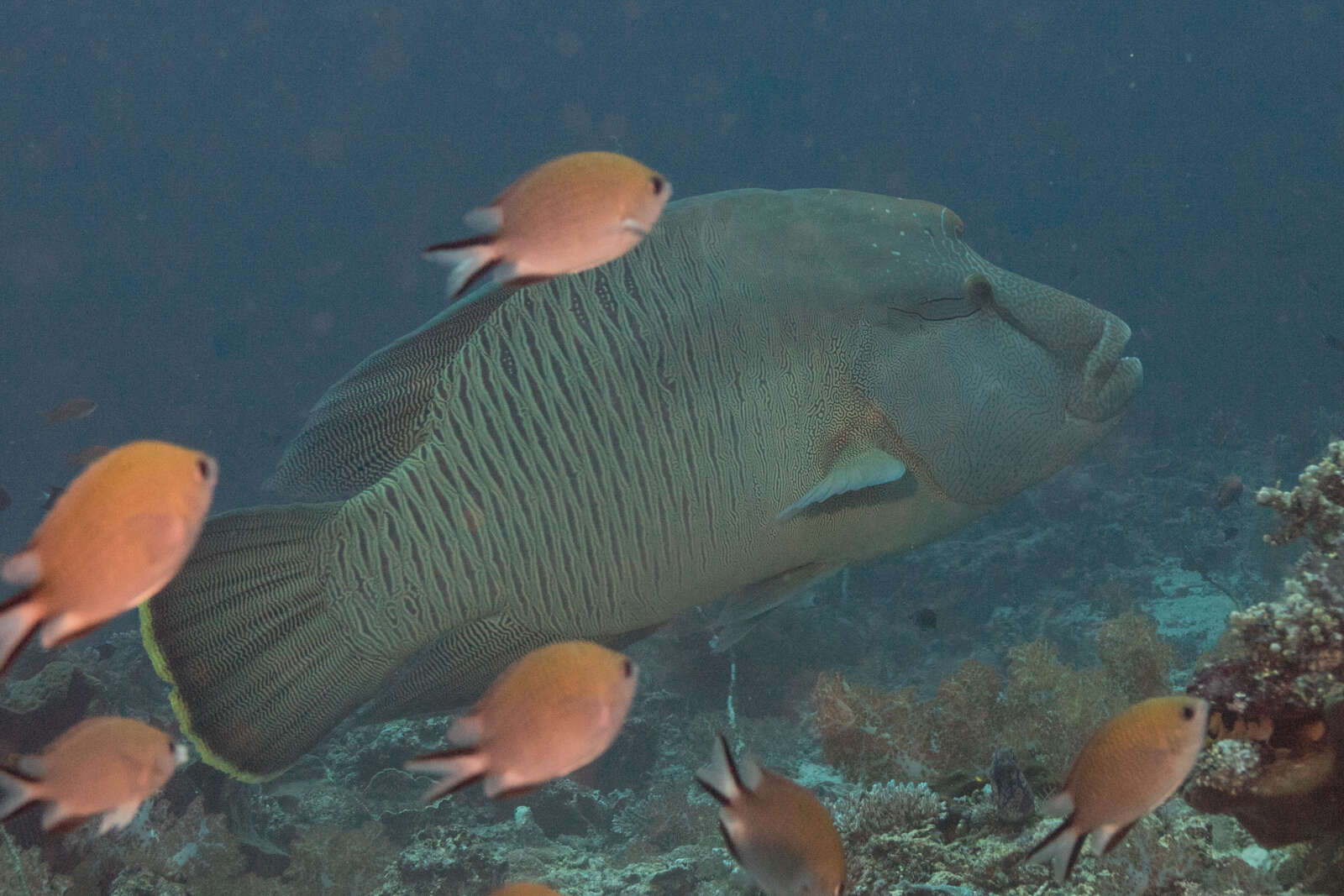 Image of Giant Wrasse