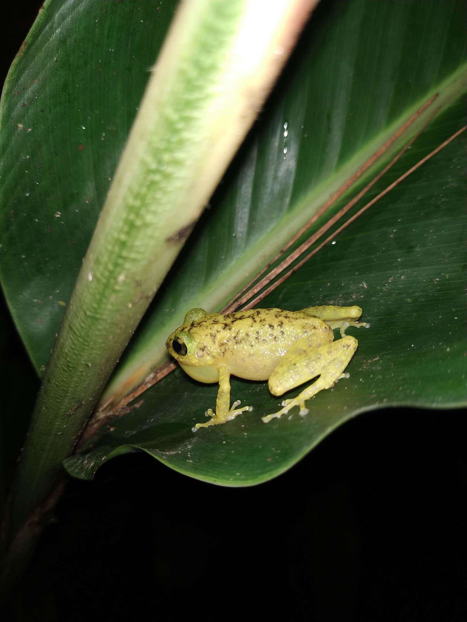 صورة Eleutherodactylus flavescens Noble 1923