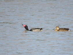 Image of Rosy-billed Pochard