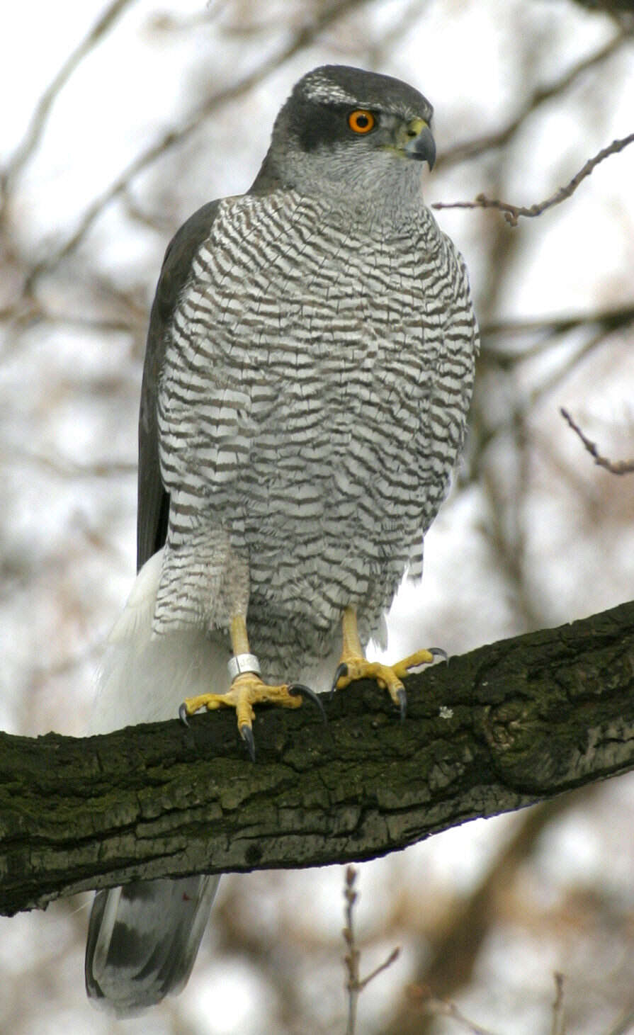 Image of Eurasian Goshawk