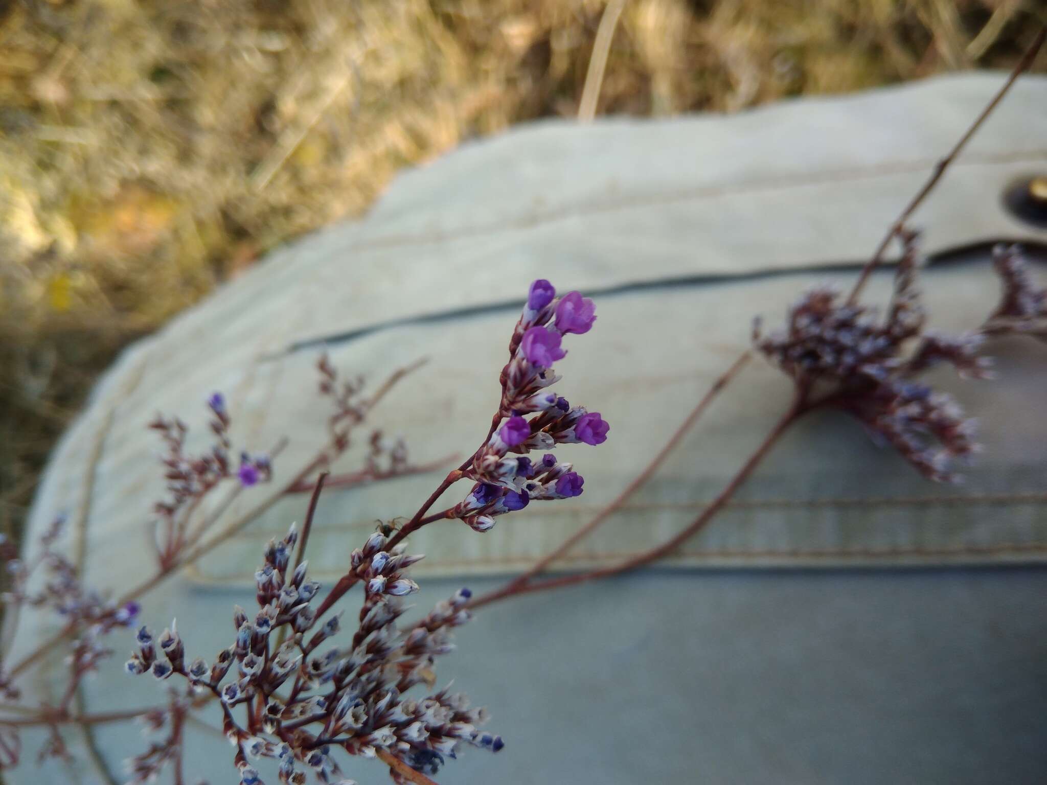 Plancia ëd Limonium alutaceum (Stev.) O. Kuntze