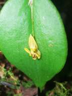 Image of Lepanthes contingens Luer