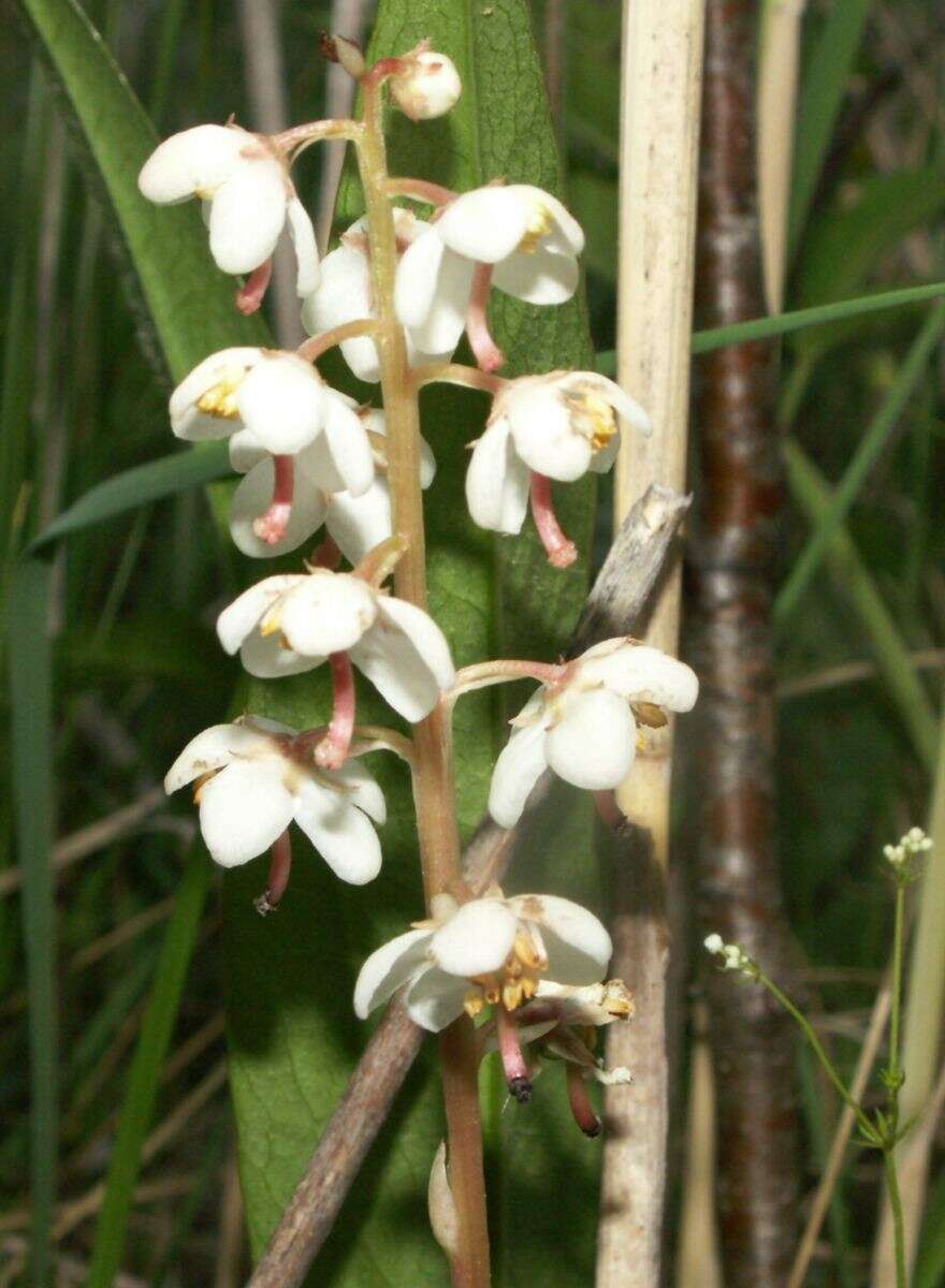 Image of Wintergreen