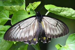 Image of Borneo Birdwing