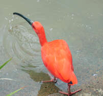 Image of Scarlet Ibis