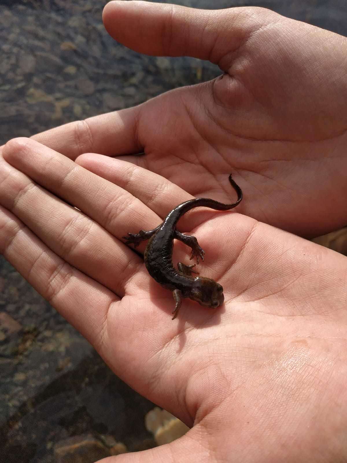 Image of Corsican Brook Salamander