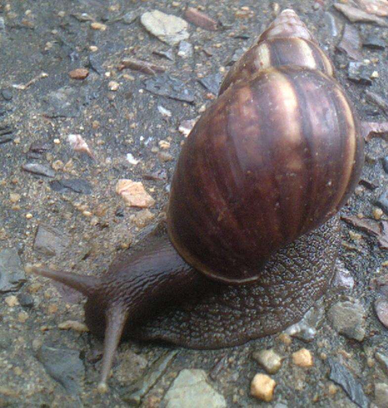 Image of Achatina fulica