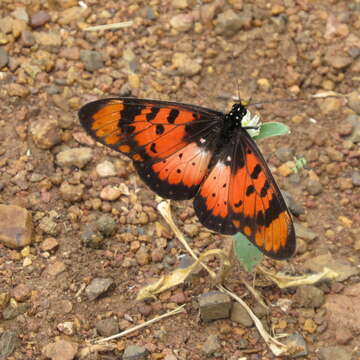 Image de Acraea acara Hewitson 1865