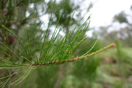 Image of Allocasuarina paradoxa (Macklin) L. A. S. Johnson