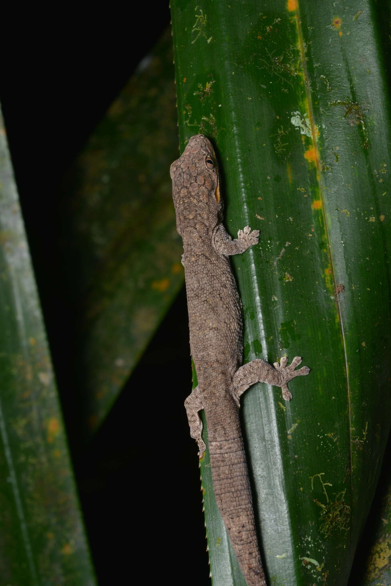 Image of Symmetrical Gecko