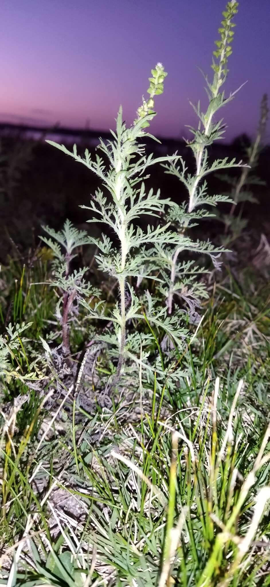 Image of slimleaf bur ragweed