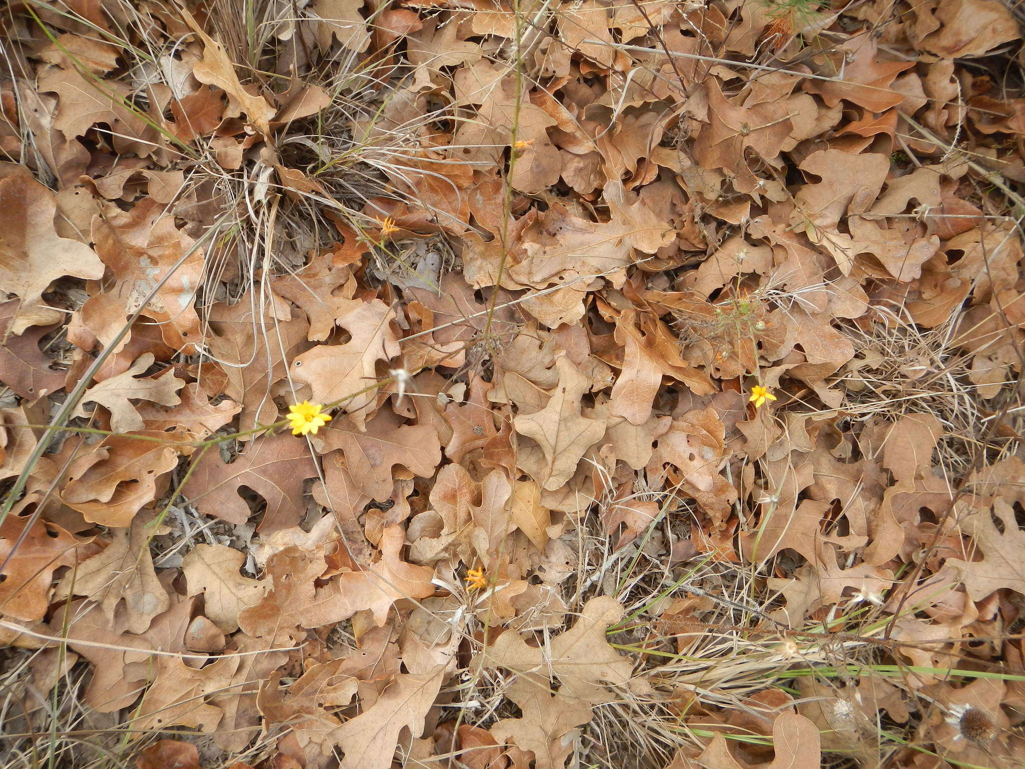 Image of Texas chrysopsis