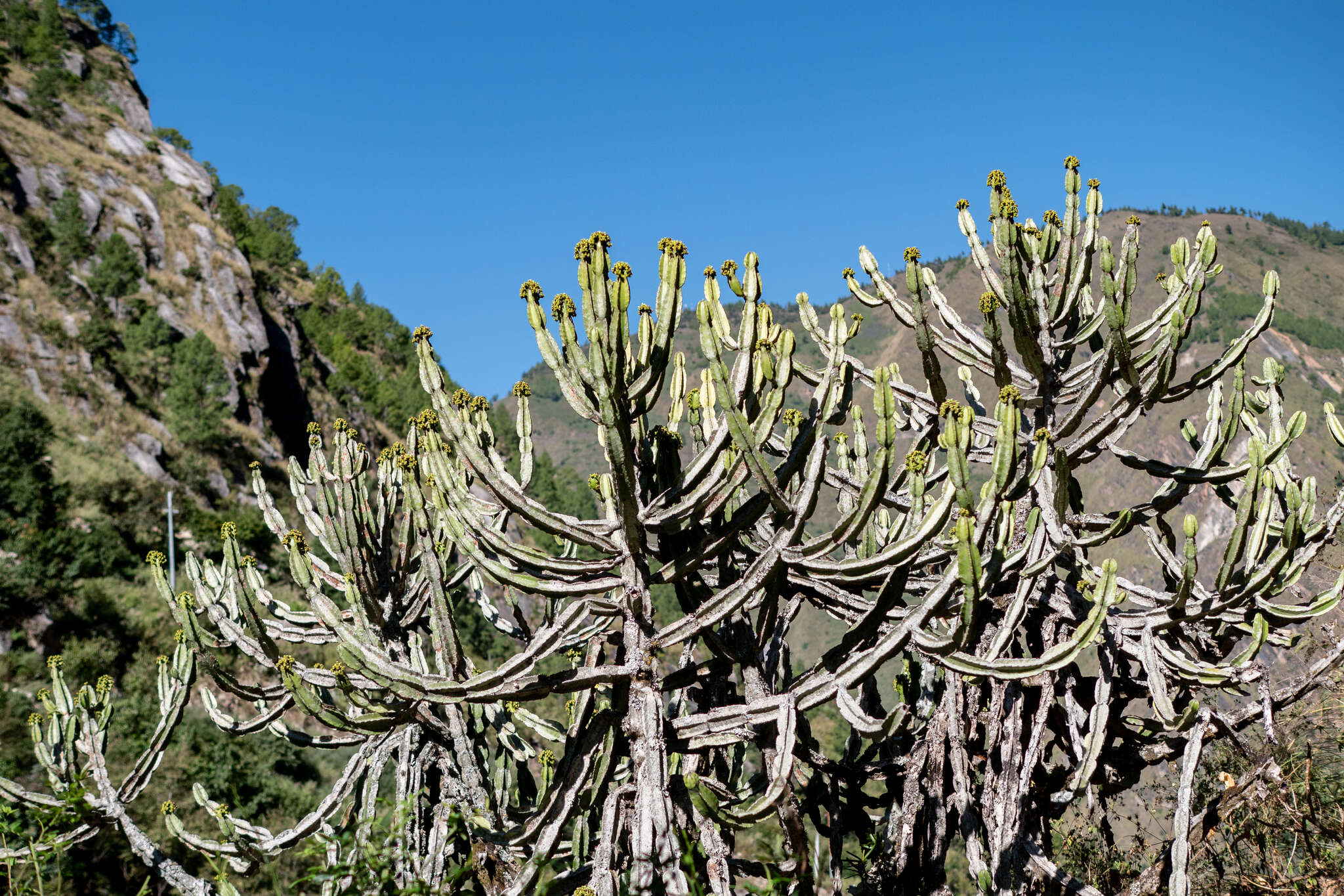 Image of Euphorbia royleana Boiss.