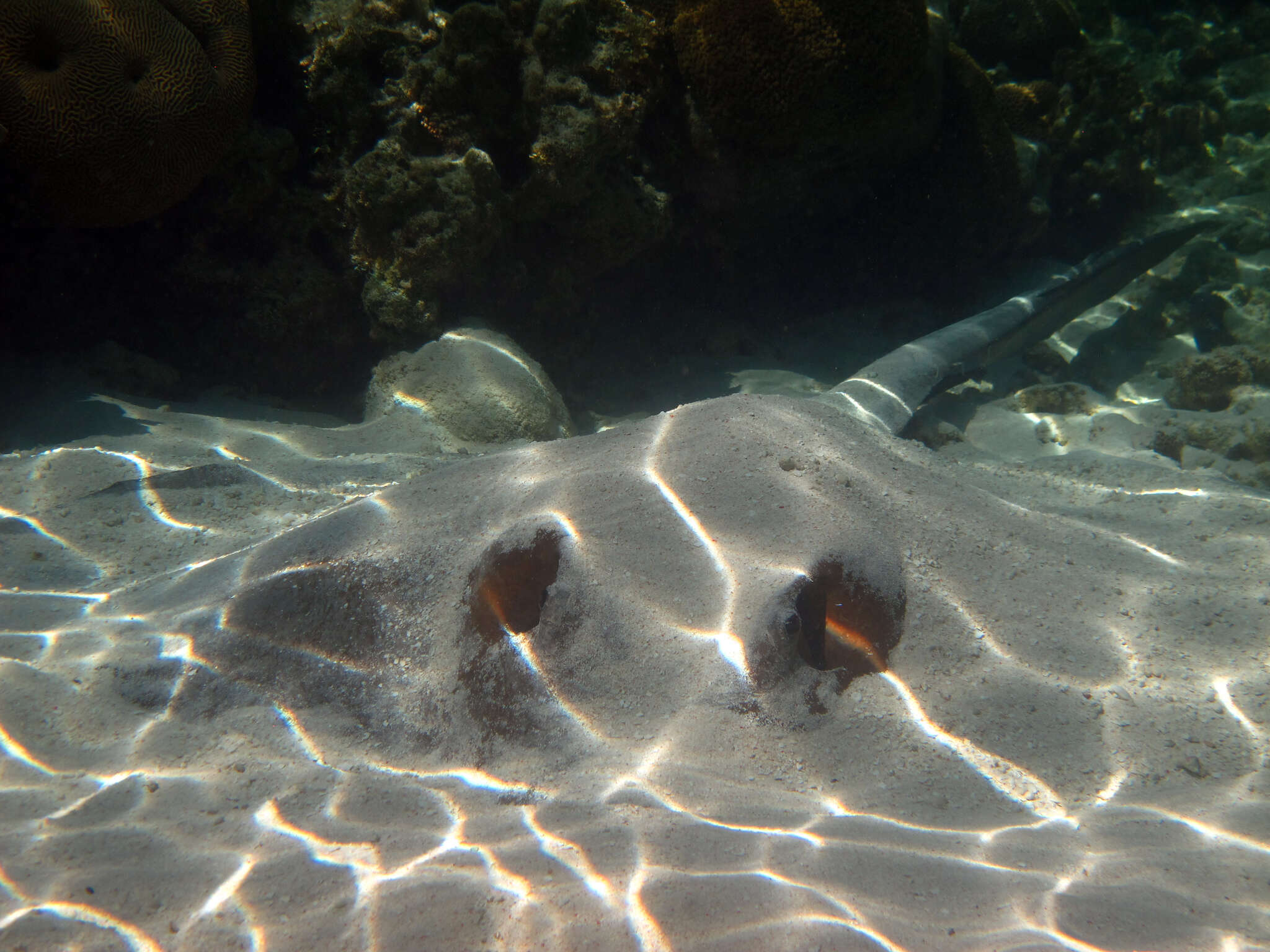 Image of Broad cowtail ray