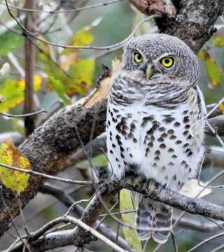 Image of Glaucidium capense ngamiense (Roberts 1932)