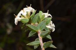 Image of Pimelea oreophila Burrows