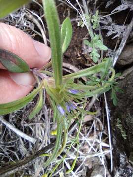 Image of bristleflower collomia